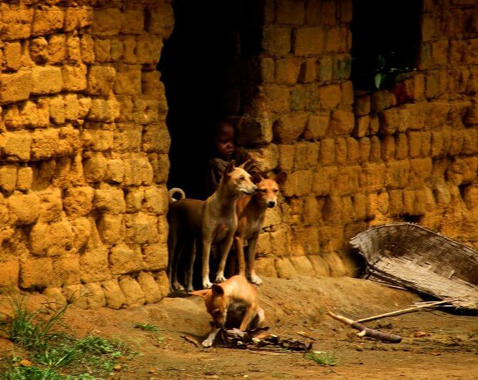 A small child with Basenji dogs, Africa