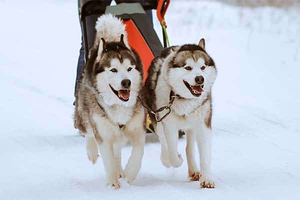 Alaskan Malamute's function - pulling a sled over the snow