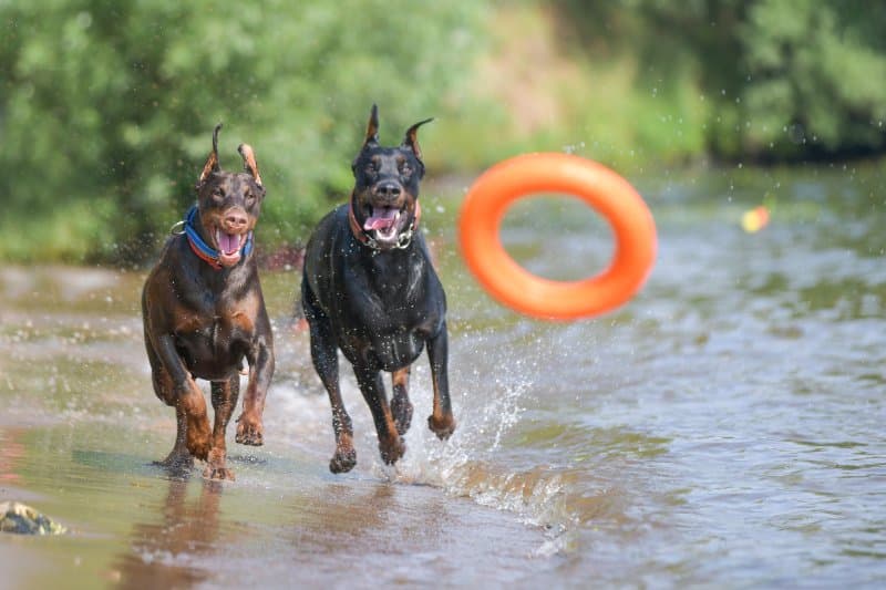 Two Doberman Pinscher dogs running in shallow waters