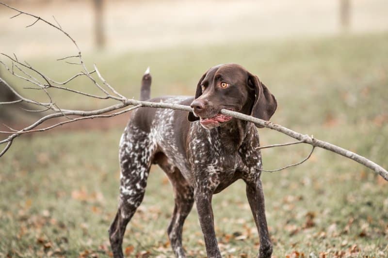 German Shorthaired Pointer in the woods with a branch in its mouth