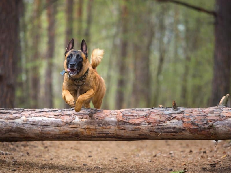 Belgian Malinois jumping over a fallen tree in the woods