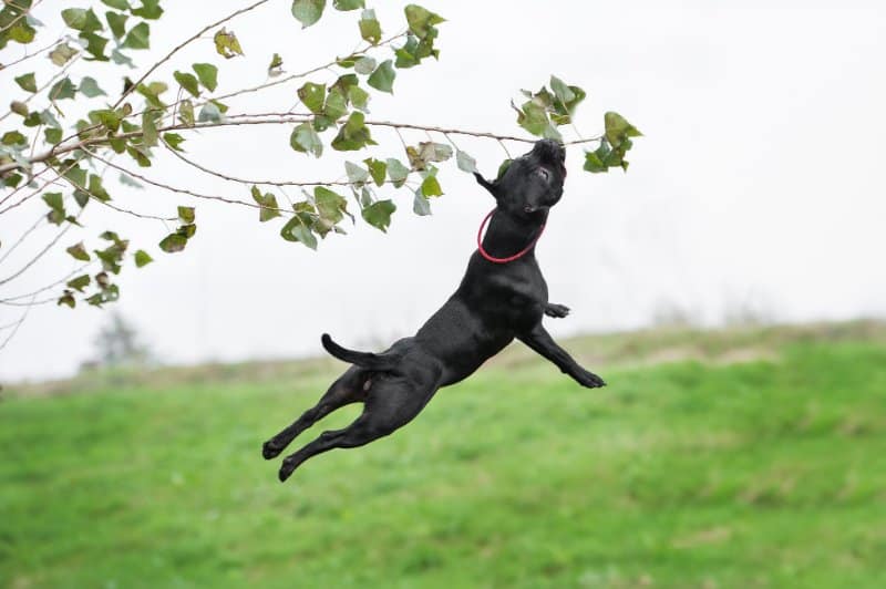 Black American Staffordshire Terrier mid air