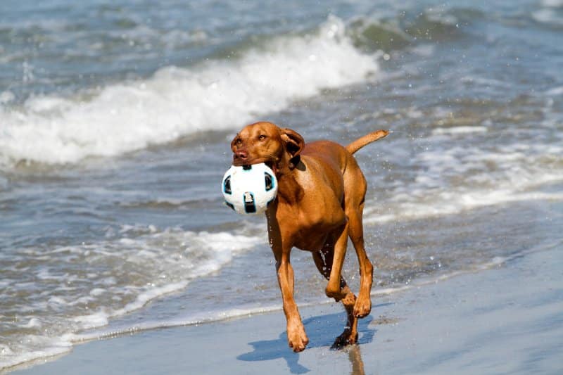 Vizsla dog running on beach with a ball in its mouth