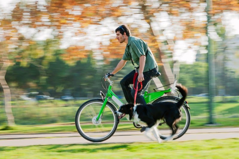 Man on a bicycle with a Border Collie on a leash