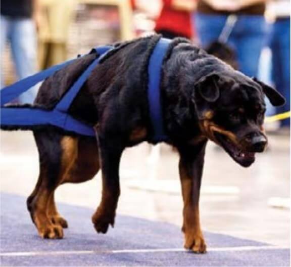 Rottweiler puling weight in a weight pulling competition
