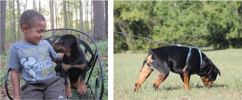 2 Combined images - Left: Small child sitting on a chair with a Rottweiler puppy beside him - Right: Rottweiler tracking in the grass using its nose