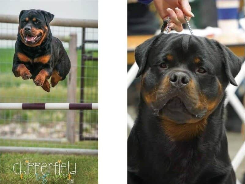 2 combined images - Left: Rottweiler jumping over an obstacle - Right: Front photo of Rottweiler's head