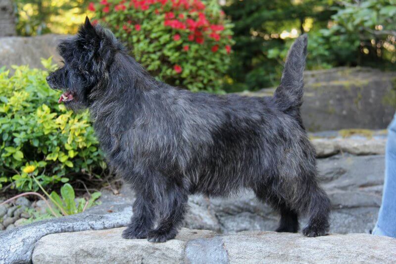 Cairn Terrier side photo showcasing its tail