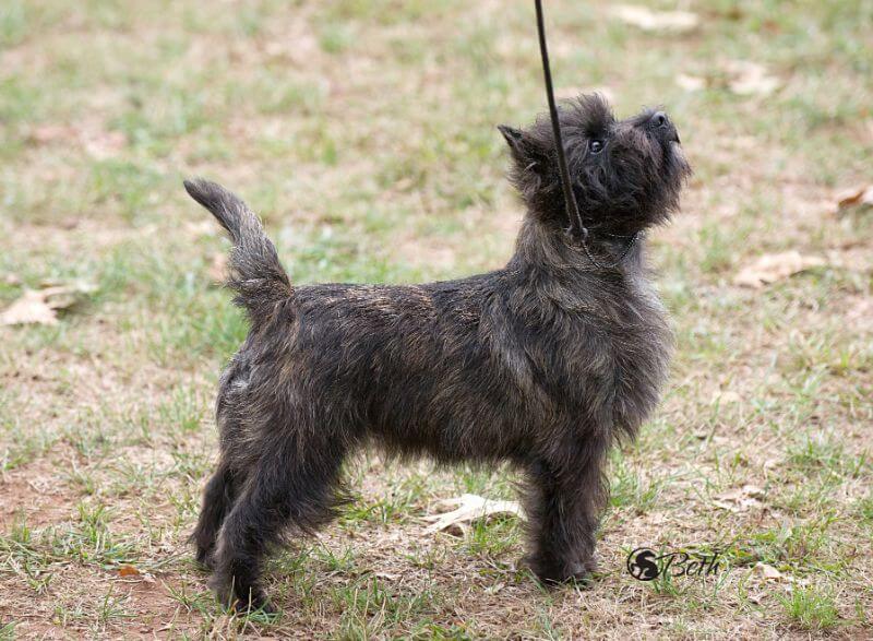 Cairn Terrier size photo showcasing its coat