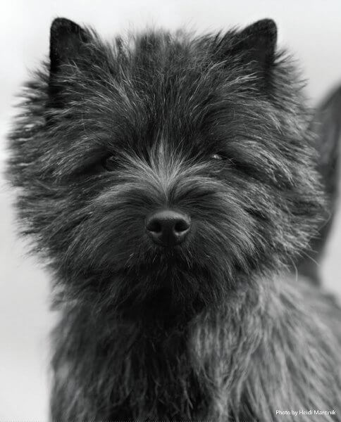 Cairn Terrier black and white head photo