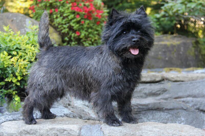 Cairn Terrier side photo showcasing its size 