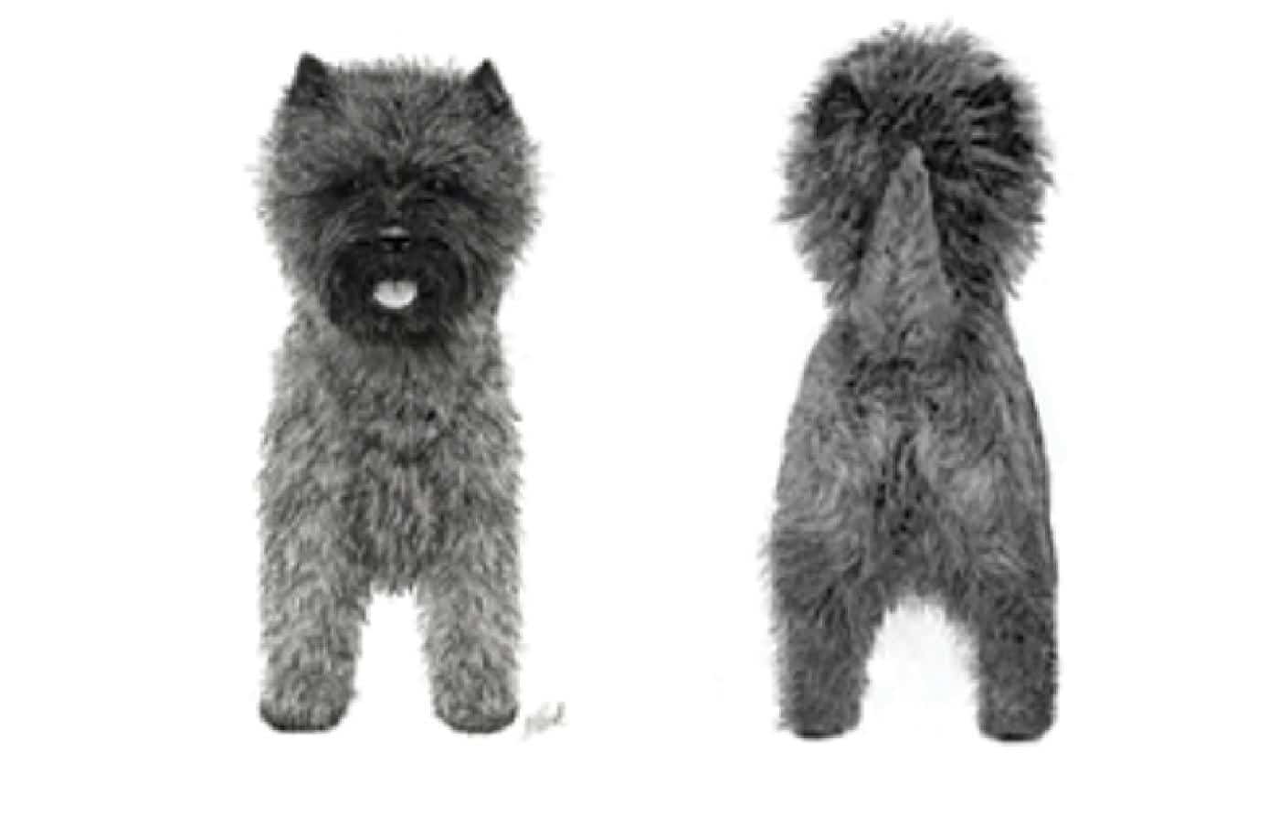 2 side by side photos of a Cairn Terrier dogs showcasing its frong and back legs
