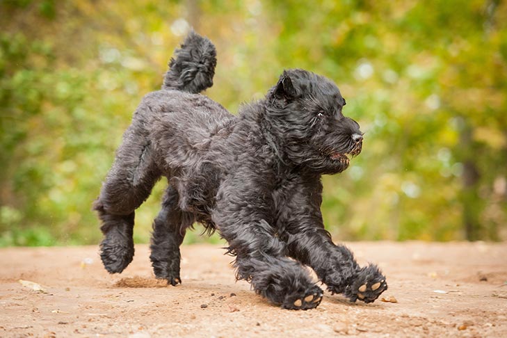 Sprog Klimatiske bjerge filosof What's the Appropriate Size and Coat Type of Black Russian Terrier ? -  Showsight