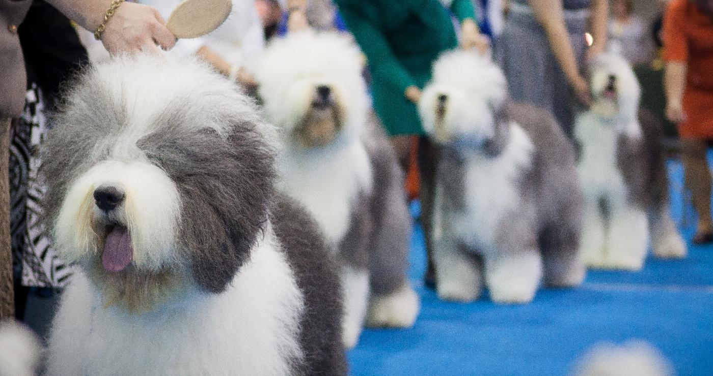 how tall are old english sheep dogs akc