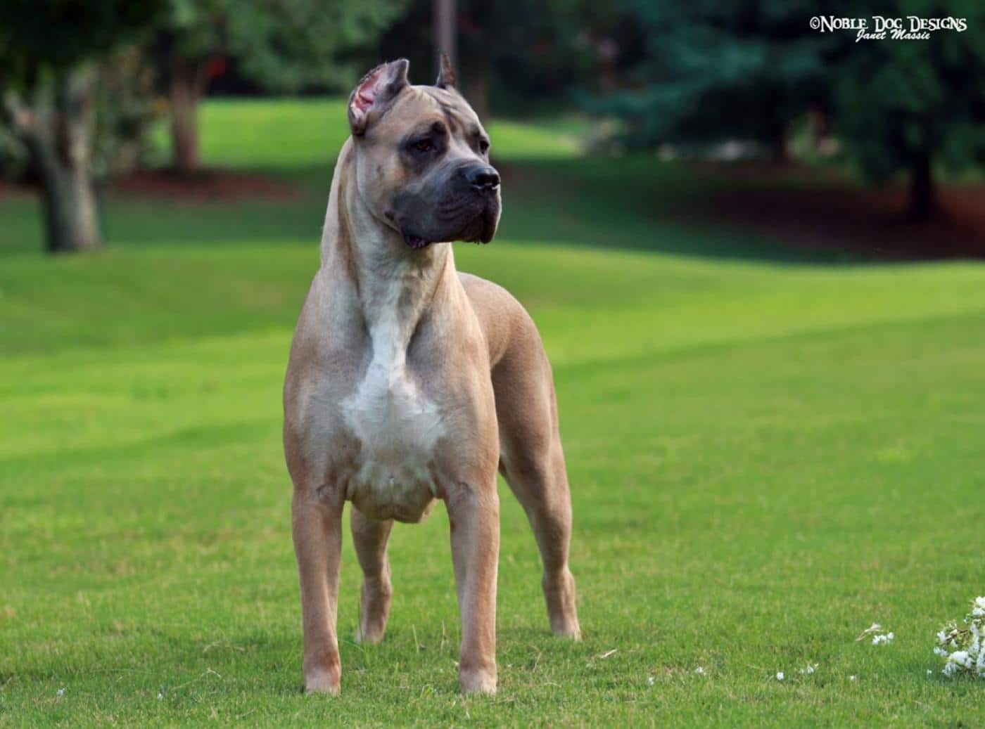 Cane Corso Growth Chart - Size Guide From Pup to Full-Grown
