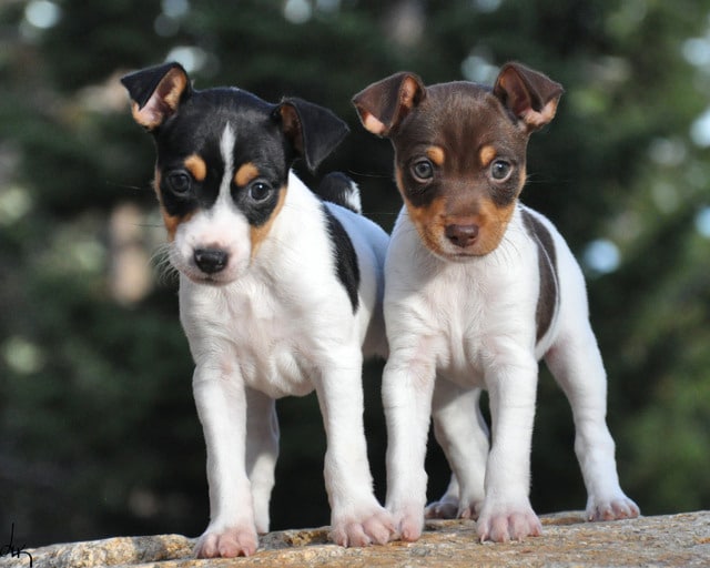 Two Rat Terrier puppies 