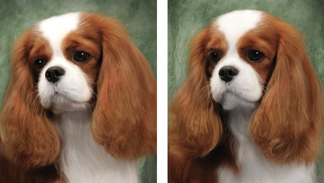 2 side by side head photos of Cavalier king charles spaniel