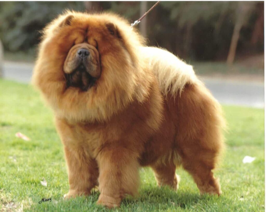 Photo of a red Chow Chow dog standing on grass, dog is looking at the camera and the body is slightly tilted to the side