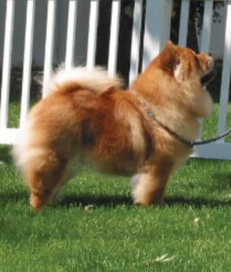 Chow Chow Dog side photo - How to Judge the Chow Chow Dog Breed