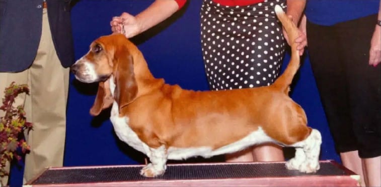 Basset Hound Breed Judging: Taffy (GFC3 DC Cj’s How Sweet It Is VCX MHE RA NAP CGC) working that scent and then working her look!