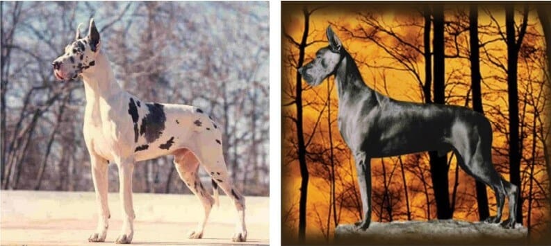 2 Combined images showcasing the height of a adult male and female Great Dane dogs