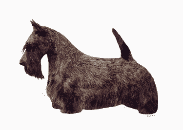 scottish terrier brindle coat