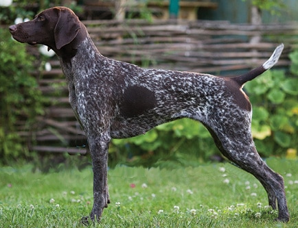 Figure 1. The German Shorthaired Pointer