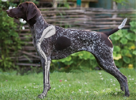 Figure 2. German Shorthair Pointer dog showing skeletal overlay of the fore assembly.