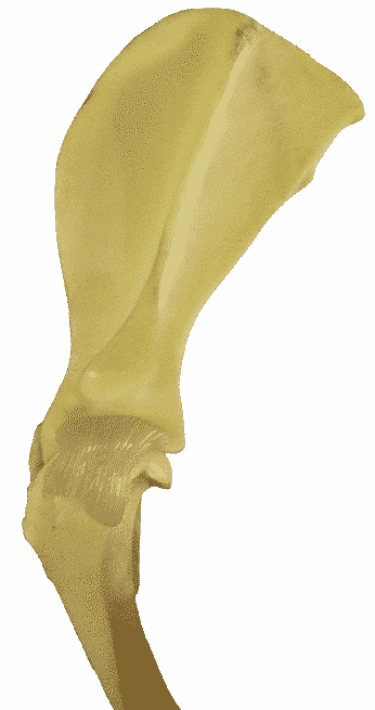 Figure 5. The Shoulder Blade (Scapula)