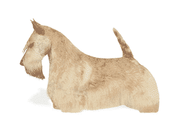 scottish terrier wheaten terrier