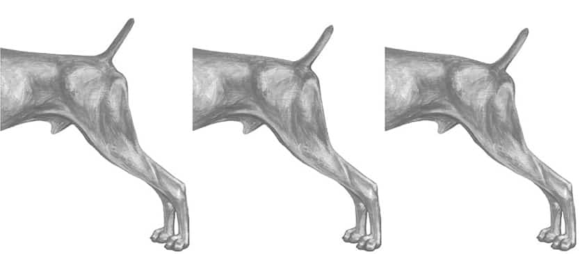 Illustration demonstrating the suble differences in pelvic angles of Weimaraner as described in the Weimaraner Breed StandardThe subtle differences illustrated here demonstrate the range of acceptable tail sets which reflect the range of pelvic angles. A pelvic angle of 40 degrees or more would result in a steep croup and low tail set which is a major fault (L-R 10, 20, &amp; 30 degrees)