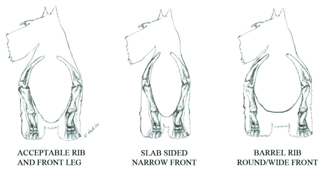 Illustrations of the Scottish Terrier front