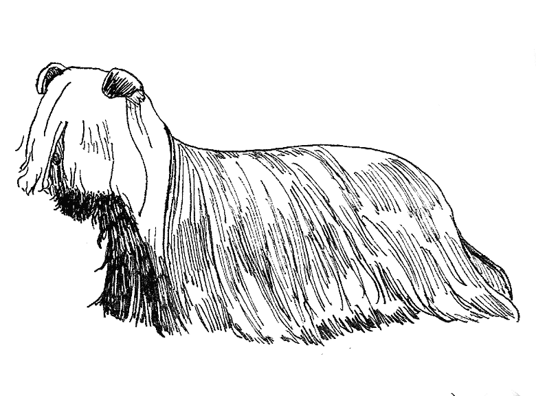 Purebred Silky Terriers Breed Origins