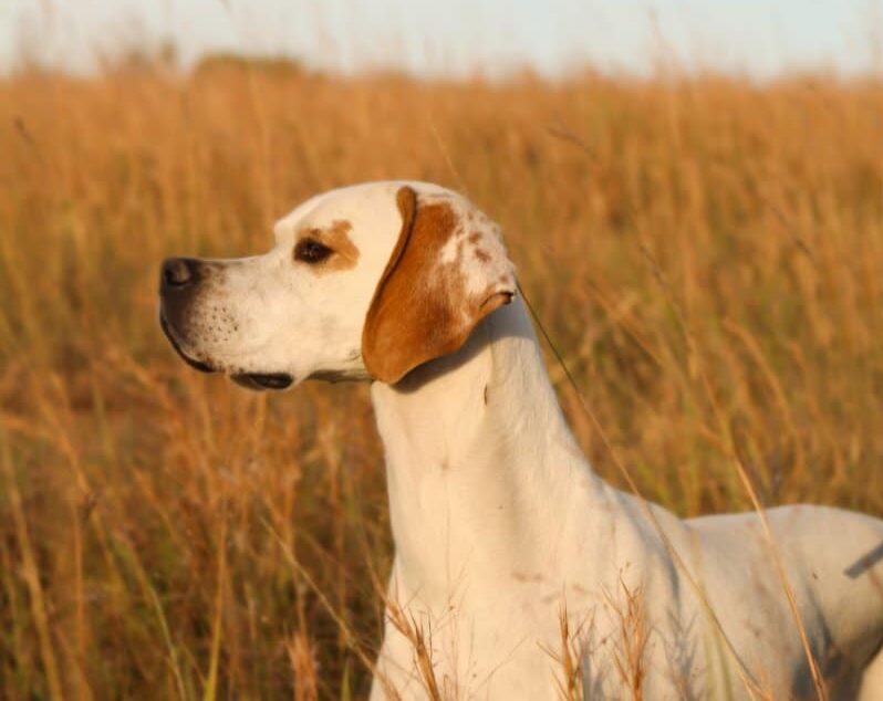 side photo of a bird dog in the field