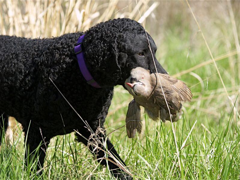 Curly-Coated Retriever dog holding a bird in its mouth
