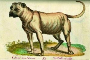 Which Dogs Influenced the Boerboel?