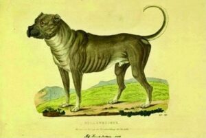 Which Dogs Influenced the Boerboel?