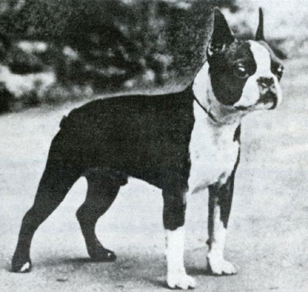 Ch. Emperor’s Ace owned by Mary and Fred Lucas (c. 1940s)