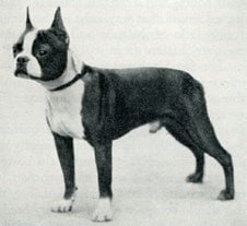 Historic black and white photo of a Boston Terrier - Ch. Hagerty’s Surprise – Droll and Rosenbloom (c. 1940s),