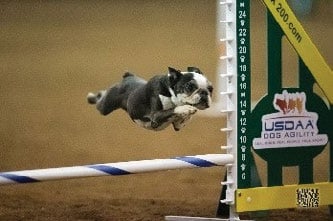 Boston Terrier Performance - “Indy” (Photo courtesy of Great Dane Photos)