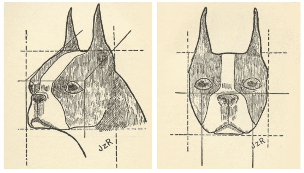 Illustrations from The Ideal Boston Terrier by Josephine Z. Rine (c. 1932).