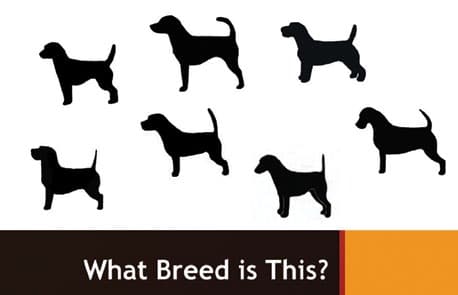 Interpreting the Russell Terrier Breed Standard Part One: Blueprint or Impressionism?