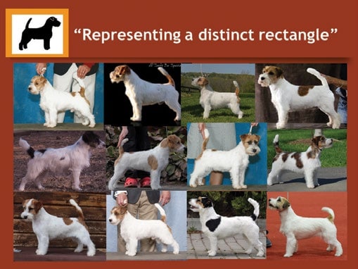Interpreting the Russell Terrier Breed Standard Part One: Blueprint or Impressionism?
