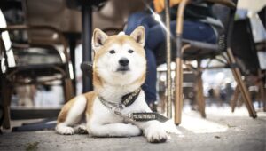Dog Behavior | Temperament, Personality and Soundness