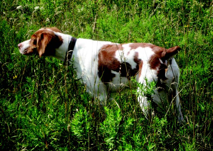 Side photo of a Brittany Dog in tall grass