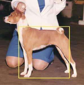 Proportionally Speaking: The Square Basenji