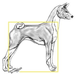 Proportionally Speaking: The Square Basenji