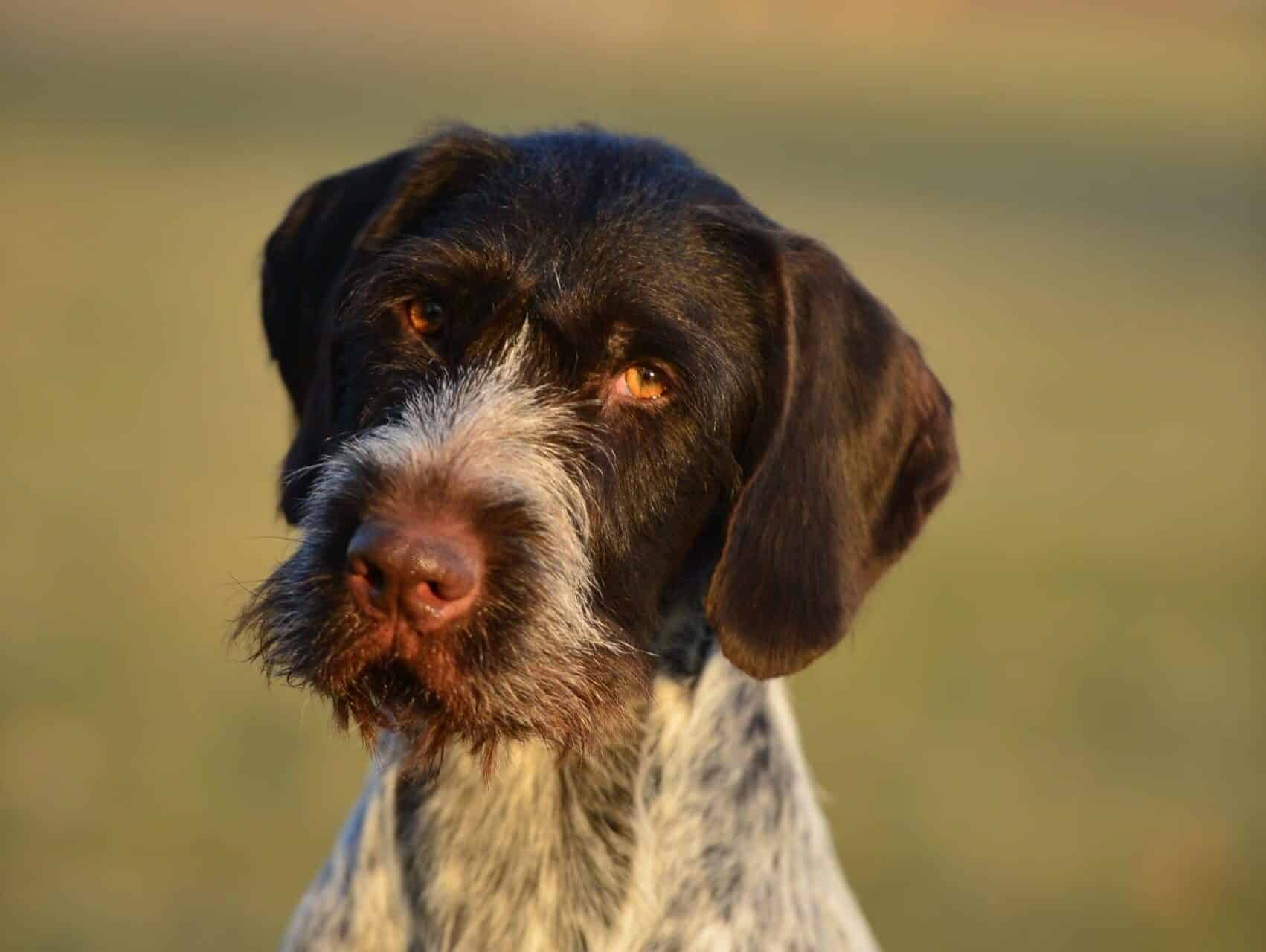 German Wirehaired Pointer Coat - Showsight