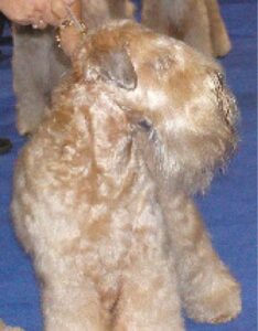 Soft Coated Wheaten Terrier Coat and Color