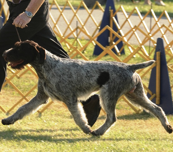German Wirehaired Pointer walking in the dog show ring